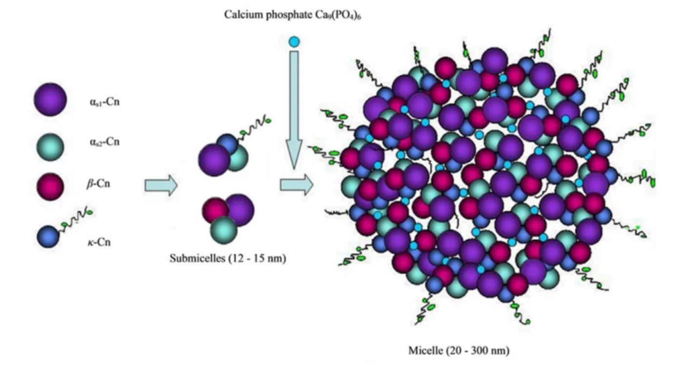 Alergija kiaušinio baltymui kazeinui (Bos d 8)